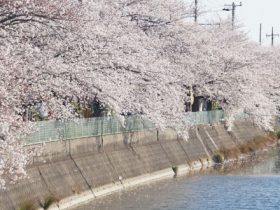 高橋弘幸－桜咲く風景